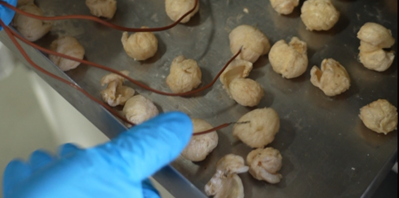  博莱客完成冻干龙眼工艺实验，打造药食同源高端果品